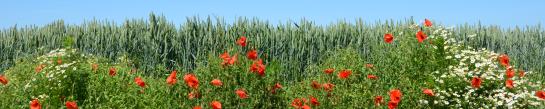 Bloemenveld